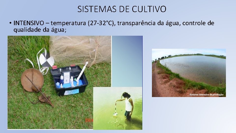 SISTEMAS DE CULTIVO • INTENSIVO – temperatura (27 -32°C), transparência da água, controle de