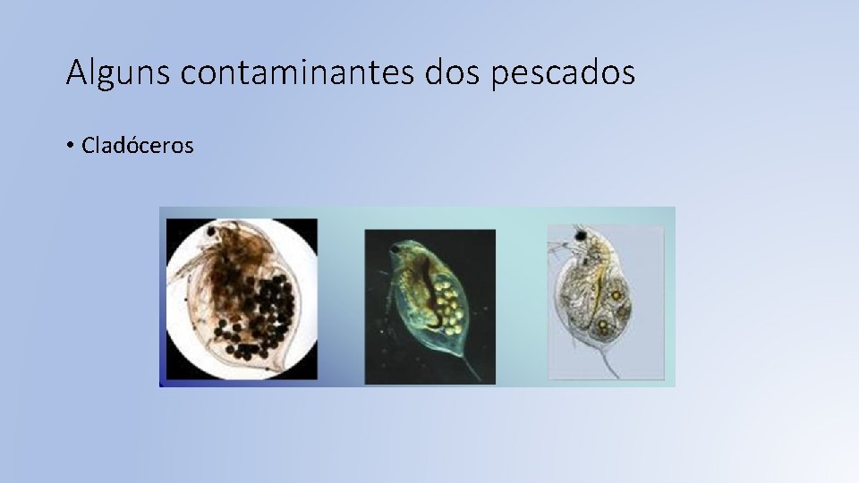 Alguns contaminantes dos pescados • Cladóceros 