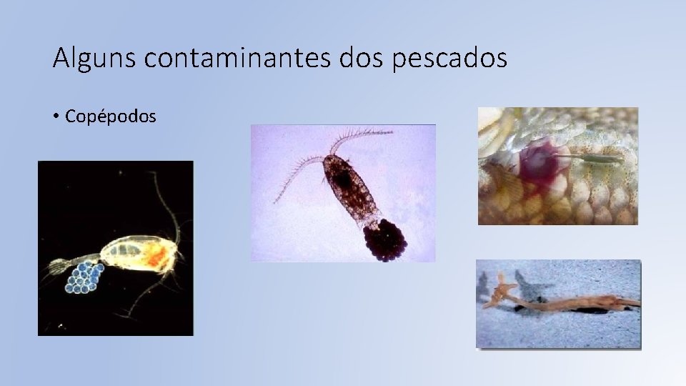 Alguns contaminantes dos pescados • Copépodos 