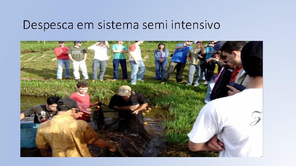 Despesca em sistema semi intensivo 