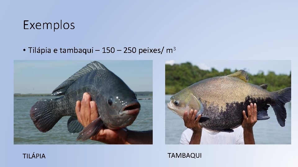 Exemplos • Tilápia e tambaqui – 150 – 250 peixes/ m 3 TILÁPIA TAMBAQUI