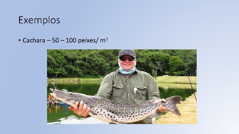 Exemplos • Cachara – 50 – 100 peixes/ m 3 