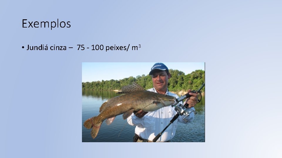 Exemplos • Jundiá cinza – 75 - 100 peixes/ m 3 