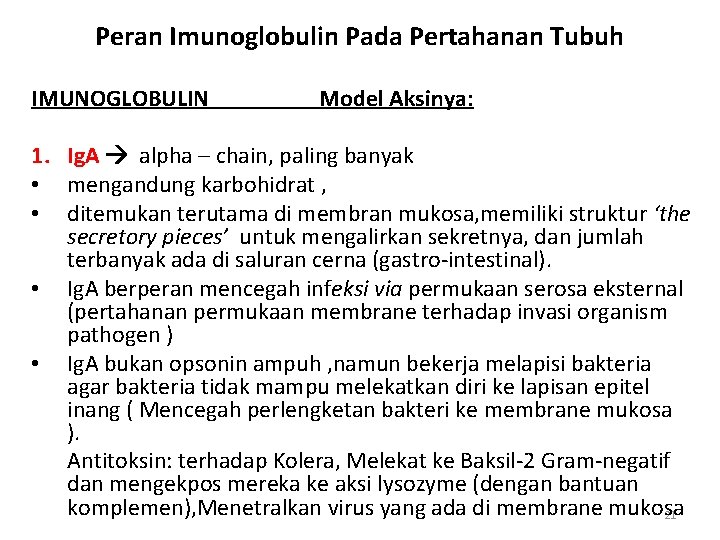 Peran Imunoglobulin Pada Pertahanan Tubuh IMUNOGLOBULIN Model Aksinya: 1. Ig. A alpha – chain,