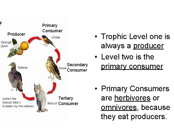 Producer Primary Consumer Secondary Consumer Tertiary Consumer • Trophic Level one is always a