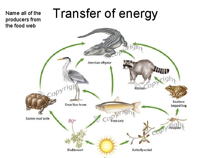 Name all of the producers from the food web Transfer of energy 