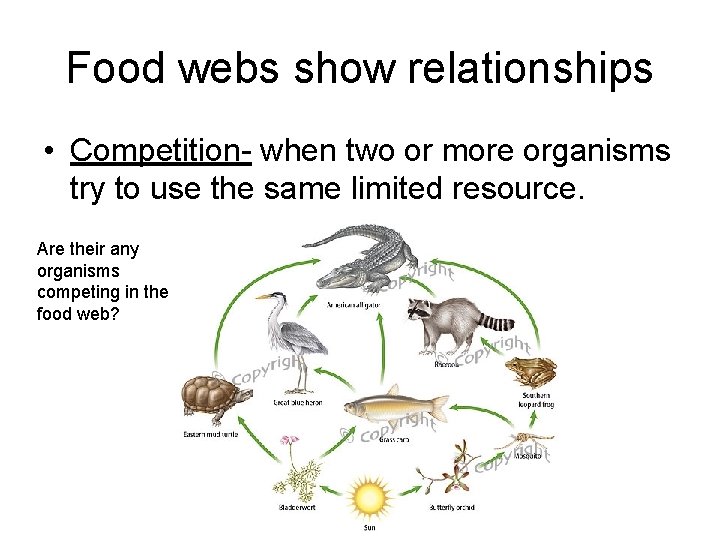 Food webs show relationships • Competition- when two or more organisms try to use