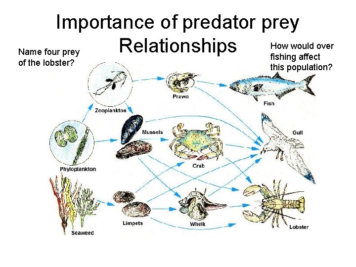 Importance of predator prey How would over Relationships Name four prey fishing affect of