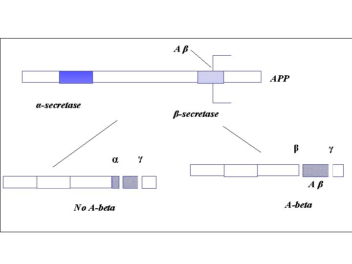 Aβ APP α-secretase β-secretase α γ β γ Aβ No A-beta Aβ APP α-secretase β-secretase α γ β γ Aβ No A-beta