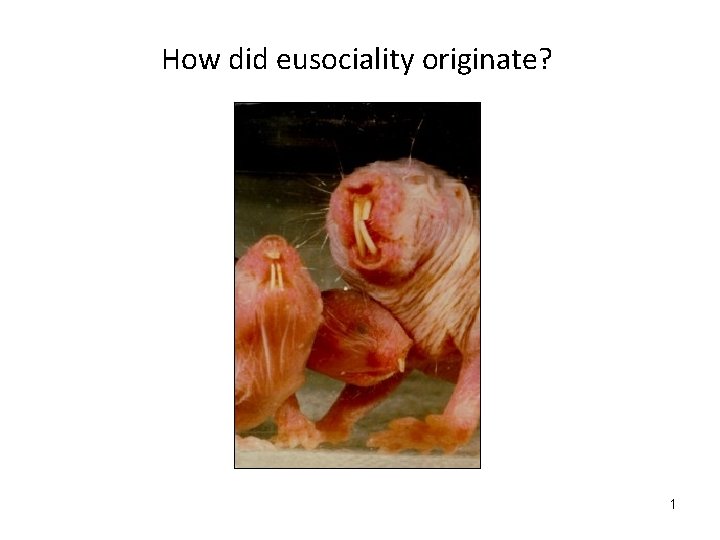 How did eusociality originate? 1 