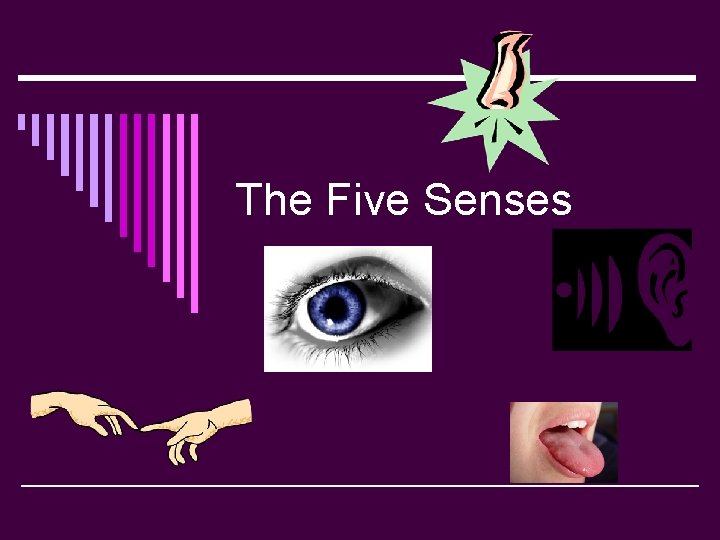 The Five Senses 