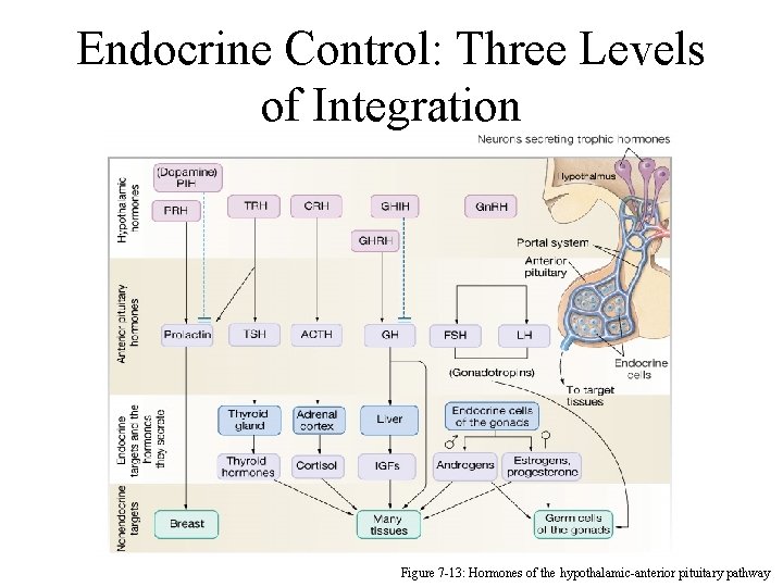 Endocrine Control: Three Levels of Integration Figure 7 -13: Hormones of the hypothalamic-anterior pituitary