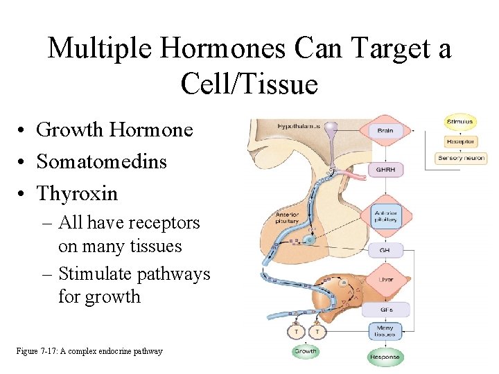 Multiple Hormones Can Target a Cell/Tissue • Growth Hormone • Somatomedins • Thyroxin –