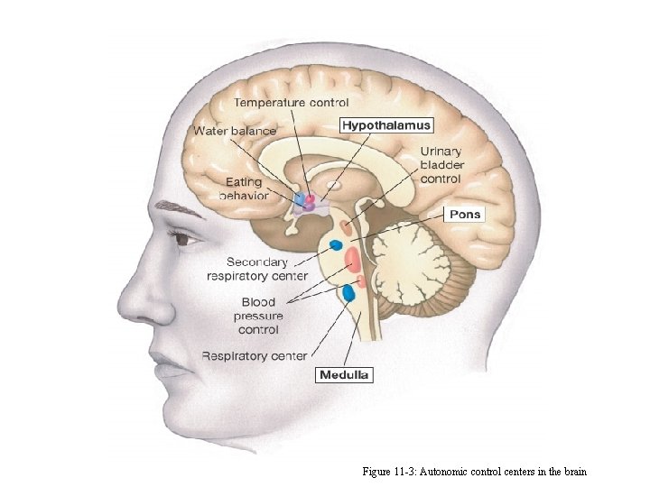 Figure 11 -3: Autonomic control centers in the brain 