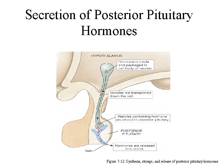 Secretion of Posterior Pituitary Hormones Figure 7 -12: Synthesis, storage, and release of posterior