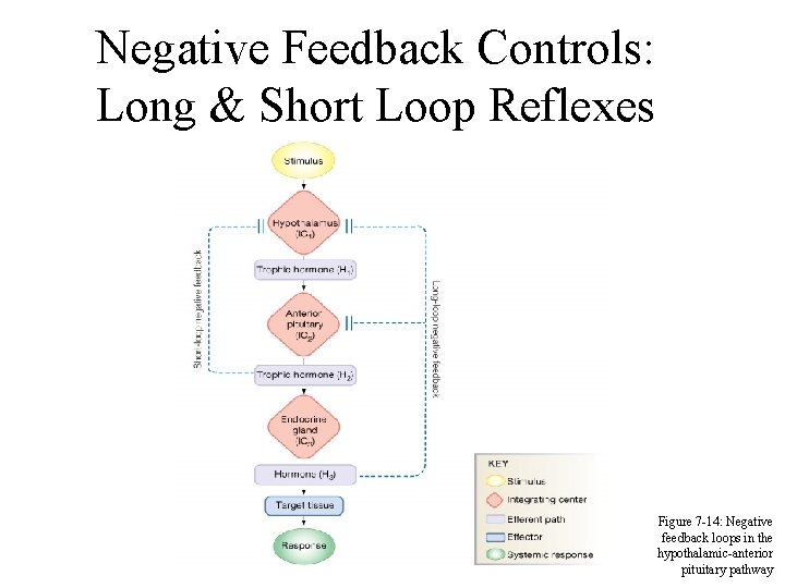 Negative Feedback Controls: Long & Short Loop Reflexes Figure 7 -14: Negative feedback loops