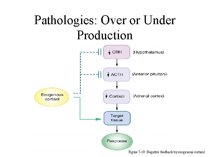 Pathologies: Over or Under Production Figure 7 -19: Negative feedback by exogenous cortisol 
