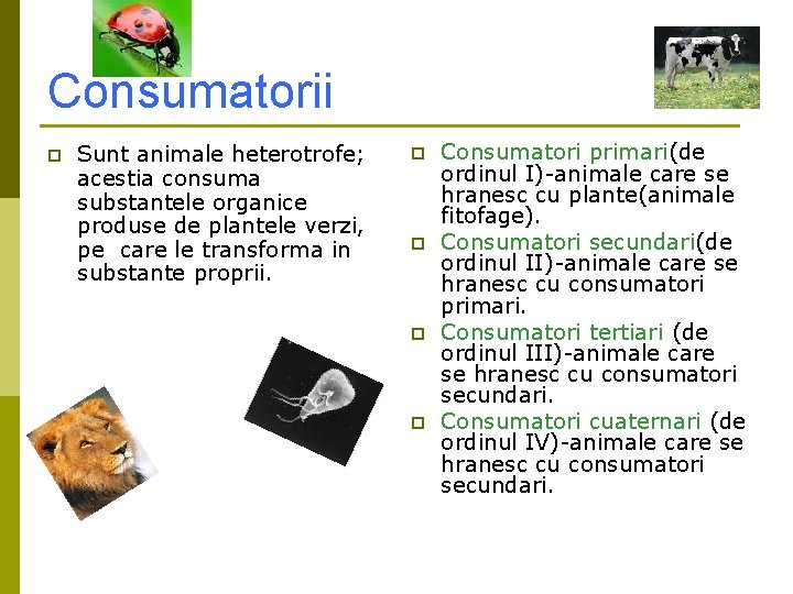 Consumatorii p Sunt animale heterotrofe; acestia consuma substantele organice produse de plantele verzi, pe