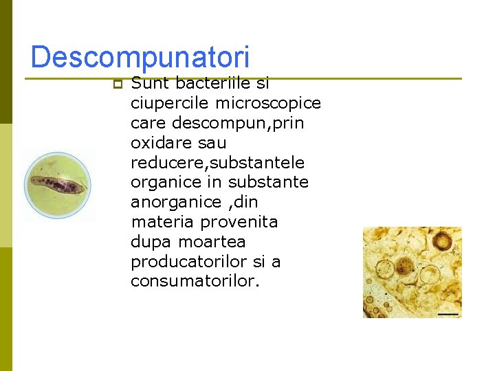Descompunatori p Sunt bacteriile si ciupercile microscopice care descompun, prin oxidare sau reducere, substantele