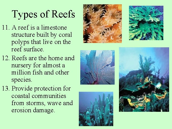 Types of Reefs 11. A reef is a limestone structure built by coral polyps