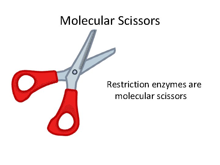 Molecular Scissors Restriction enzymes are molecular scissors 