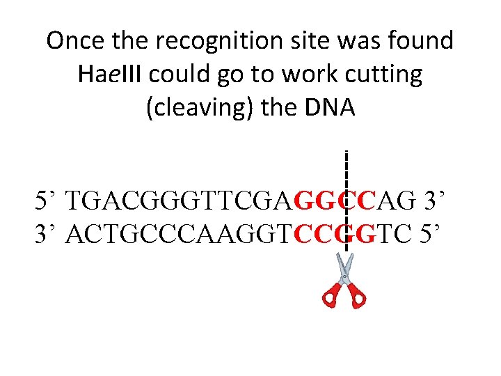 Once the recognition site was found Hae. III could go to work cutting (cleaving)