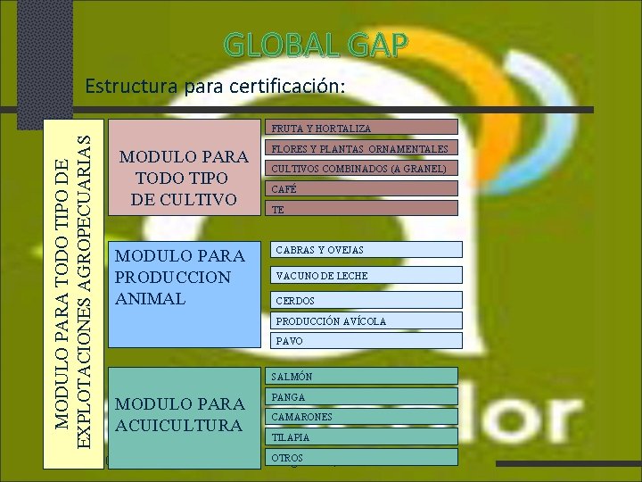 GLOBAL GAP Estructura para certificación: MODULO PARA TODO TIPO DE EXPLOTACIONES AGROPECUARIAS FRUTA Y