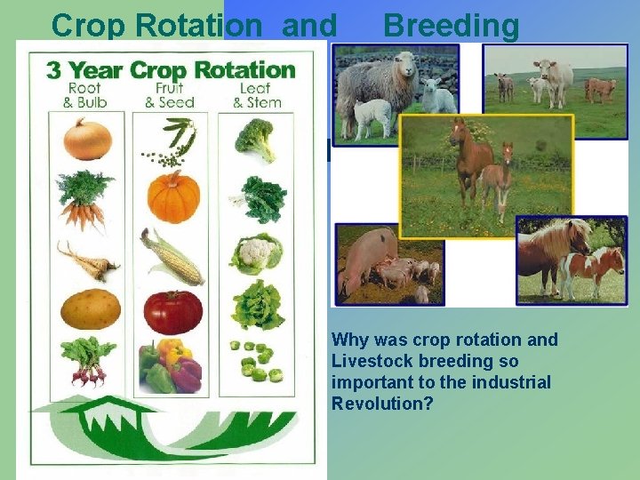 Crop Rotation and Breeding Why was crop rotation and Livestock breeding so important to