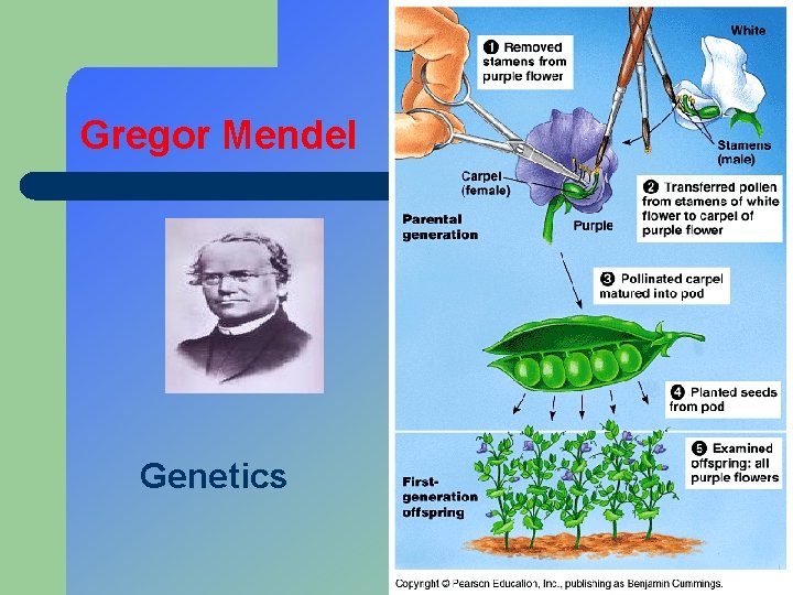 Gregor Mendel Genetics 
