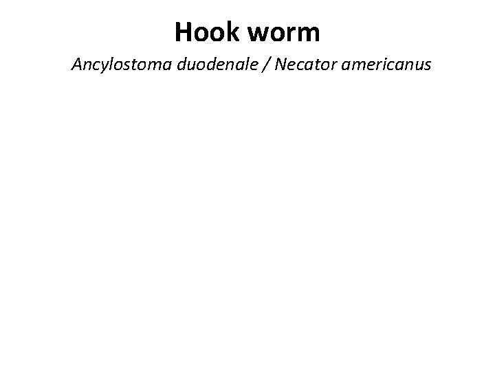Hook worm Ancylostoma duodenale / Necator americanus Hook worm Ancylostoma duodenale / Necator americanus
