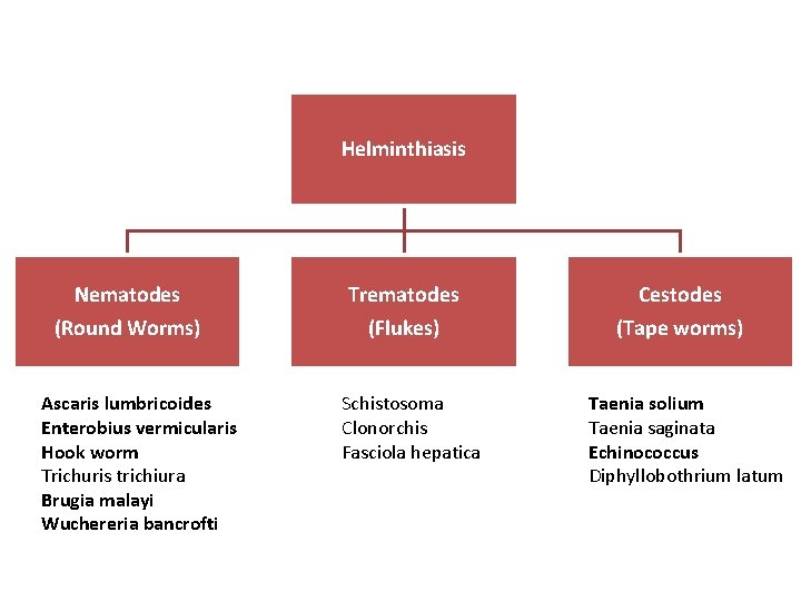 Helminthiasis Nematodes (Round Worms) Ascaris lumbricoides Enterobius vermicularis Hook worm Trichuris trichiura Brugia malayi Helminthiasis Nematodes (Round Worms) Ascaris lumbricoides Enterobius vermicularis Hook worm Trichuris trichiura Brugia malayi