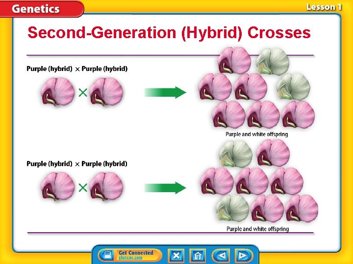 Second-Generation (Hybrid) Crosses 