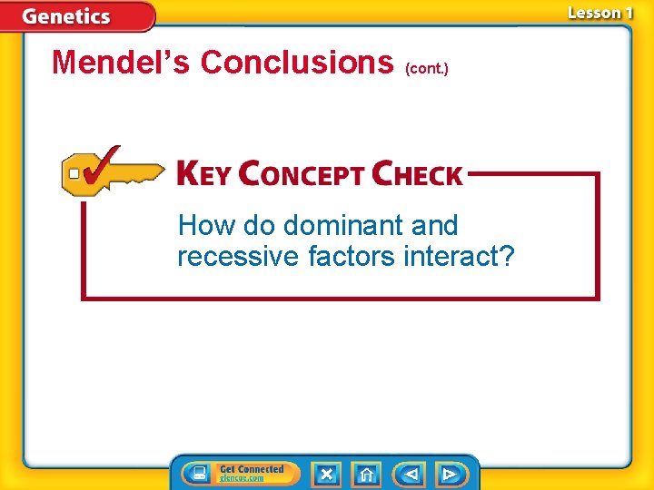 Mendel’s Conclusions (cont. ) How do dominant and recessive factors interact? 