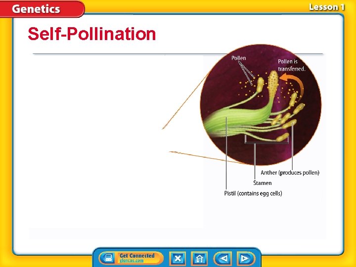 Self-Pollination 