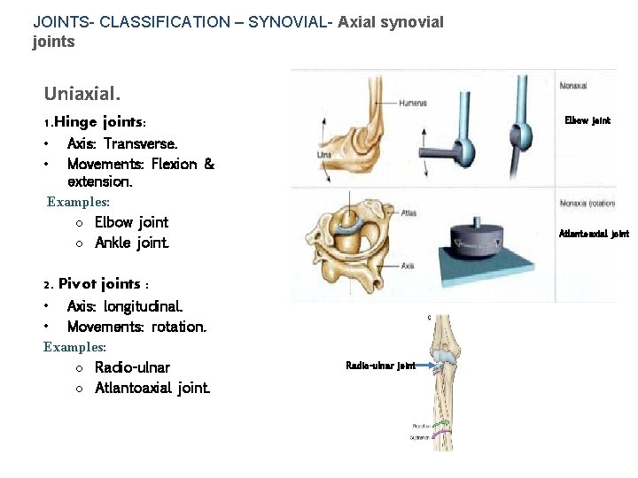 JOINTS- CLASSIFICATION – SYNOVIAL- Axial synovial joints Uniaxial. Elbow joint 1. Hinge joints: Axis: