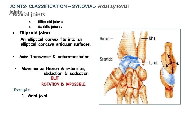 JOINTS- CLASSIFICATION – SYNOVIAL- Axial synovial joints Biaxial joints 1. 2. Ellipsoid joints: Saddle