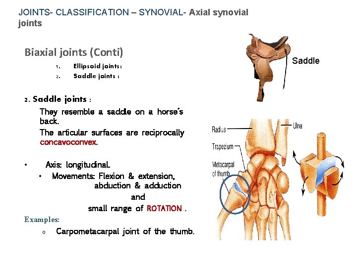 JOINTS- CLASSIFICATION – SYNOVIAL- Axial synovial joints Biaxial joints (Conti) 1. 2. Ellipsoid joints: