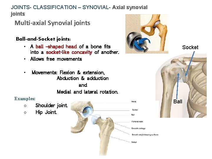JOINTS- CLASSIFICATION – SYNOVIAL- Axial synovial joints Multi-axial Synovial joints Ball-and-Socket joints: • •