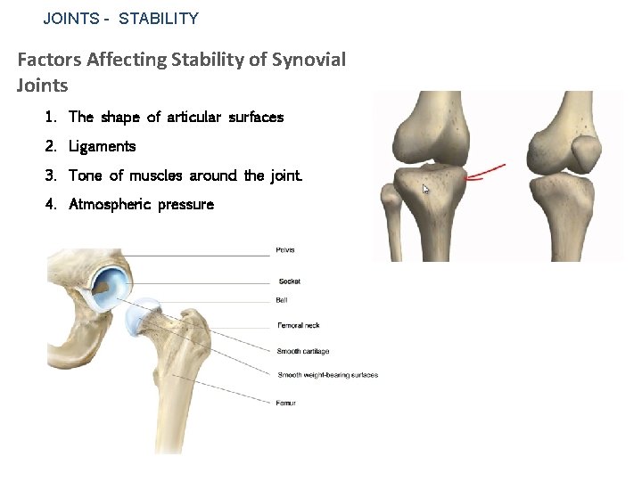 JOINTS - STABILITY Factors Affecting Stability of Synovial Joints 1. The shape of articular