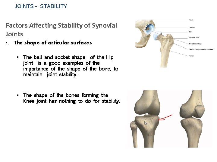 JOINTS - STABILITY Factors Affecting Stability of Synovial Joints 1. The shape of articular