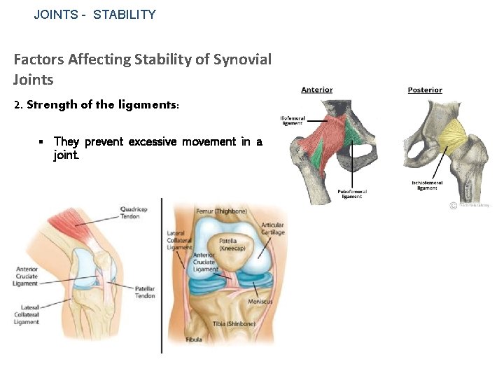 JOINTS - STABILITY Factors Affecting Stability of Synovial Joints 2. Strength of the ligaments: