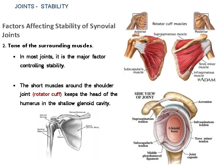 JOINTS - STABILITY Factors Affecting Stability of Synovial Joints 2. Tone of the surrounding