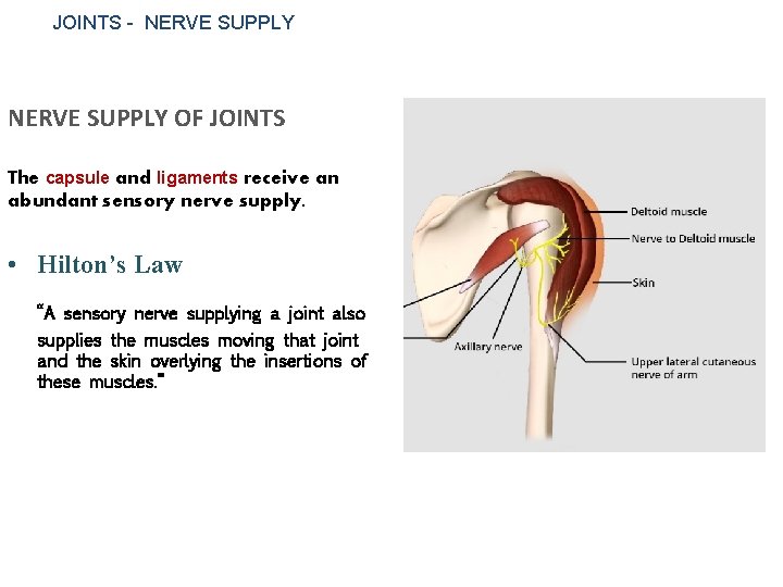 JOINTS - NERVE SUPPLY OF JOINTS The capsule and ligaments receive an abundant sensory
