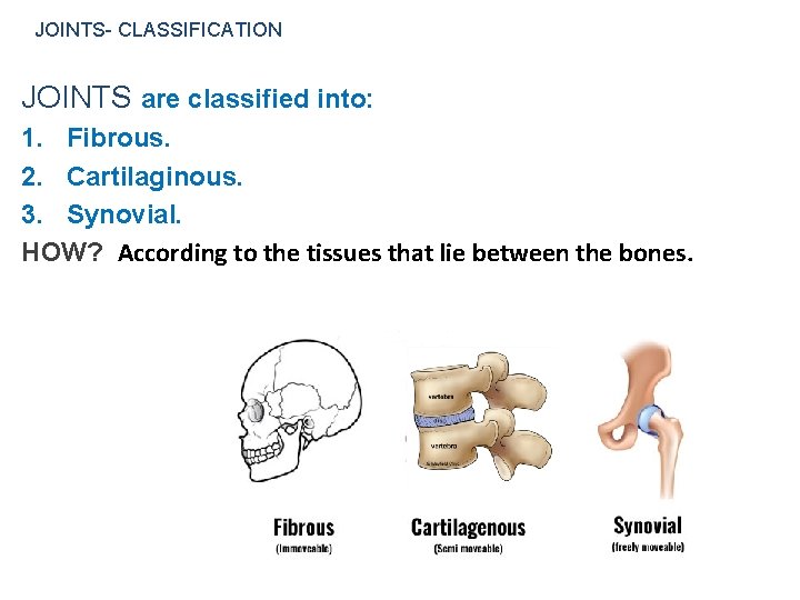 JOINTS- CLASSIFICATION JOINTS are classified into: 1. Fibrous. 2. Cartilaginous. 3. Synovial. HOW? According