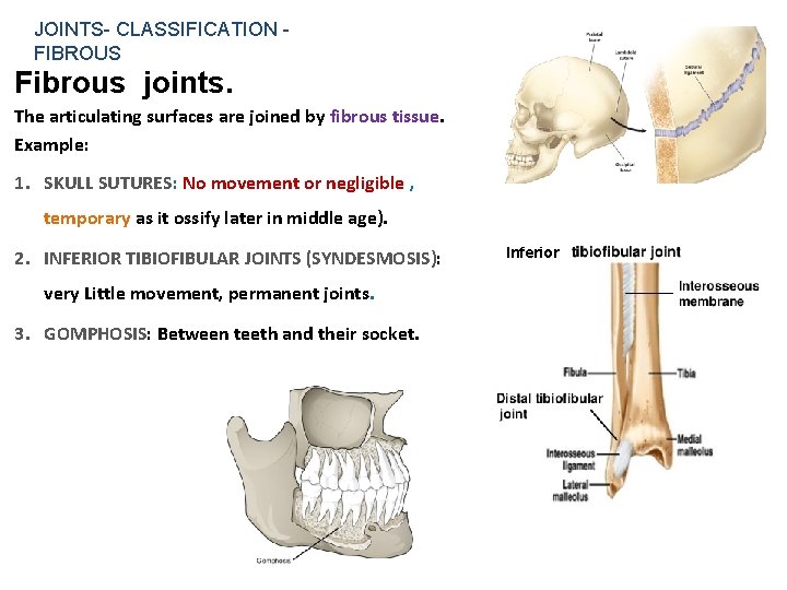 JOINTS- CLASSIFICATION FIBROUS Fibrous joints. The articulating surfaces are joined by fibrous tissue. Example: