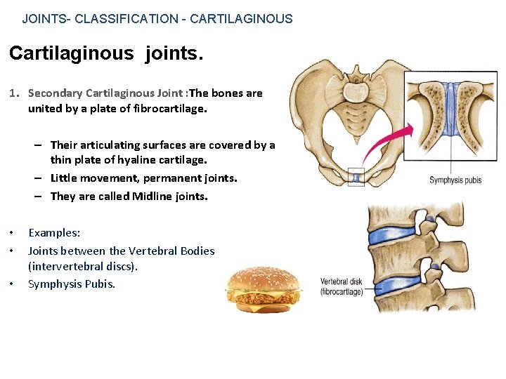 JOINTS- CLASSIFICATION - CARTILAGINOUS Cartilaginous joints. 1. Secondary Cartilaginous Joint : The bones are