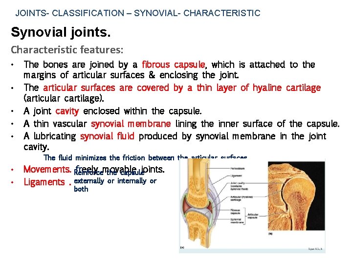 JOINTS- CLASSIFICATION – SYNOVIAL- CHARACTERISTIC Synovial joints. Characteristic features: • • • The bones