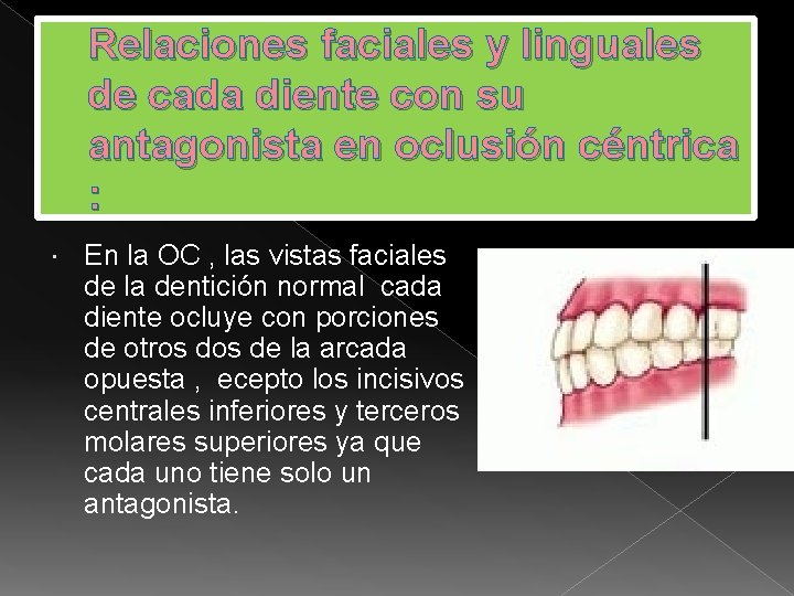 Relaciones faciales y linguales de cada diente con su antagonista en oclusión céntrica :