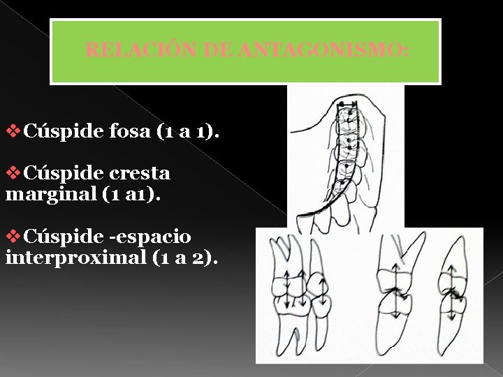 RELACIÓN DE ANTAGONISMO: v. Cúspide fosa (1 a 1). v. Cúspide cresta marginal (1