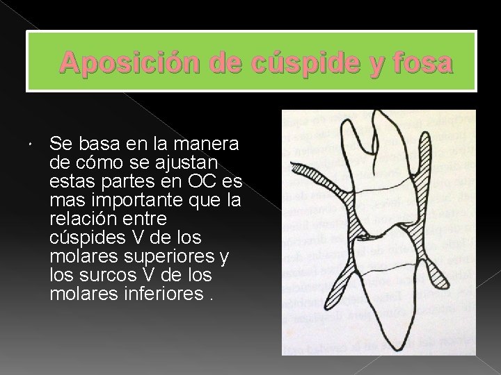 Aposición de cúspide y fosa Se basa en la manera de cómo se ajustan